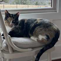 Thumbnail photo of Shelley #4
