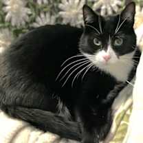 adopt-pet