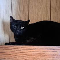 Thumbnail photo of Jade #3