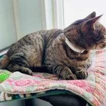 Thumbnail photo of Rumples #1