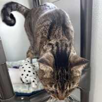 Thumbnail photo of Rumples #3