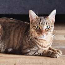 Thumbnail photo of CELIA #1