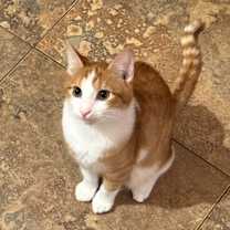 Thumbnail photo of Dandy Andy #1