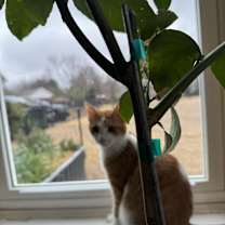 Thumbnail photo of Dandy Andy #2