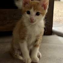 Thumbnail photo of Dandy Andy #4