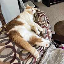 Thumbnail photo of Oliver #1