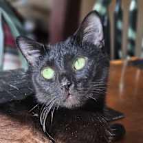 Thumbnail photo of Miss Kitty #1