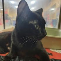 Thumbnail photo of Miss Kitty #2