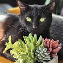 Thumbnail photo of Miss Kitty #3