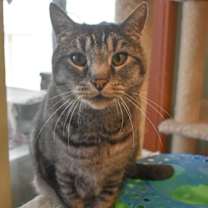 Thumbnail photo of Curly #2