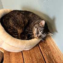 Thumbnail photo of Curly #3