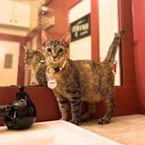 Thumbnail photo of Coco #3