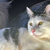 Thumbnail photo of MISCHIEF - Offered by Owner - Adult Male #1