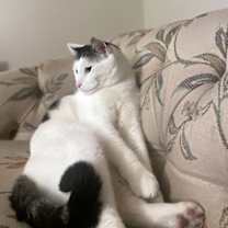 Thumbnail photo of MISCHIEF - Offered by Owner - Adult Male #2