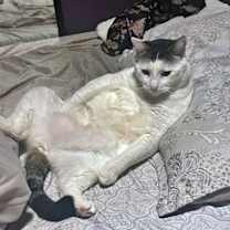 Thumbnail photo of MISCHIEF - Offered by Owner - Adult Male #3