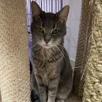 Thumbnail photo of Arare #3