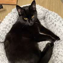 Thumbnail photo of Ruby #1