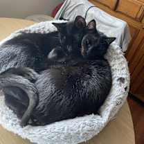 Thumbnail photo of Ruby #3