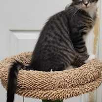 Thumbnail photo of Wolfman #3