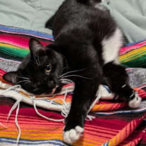 Thumbnail photo of Dabi #2