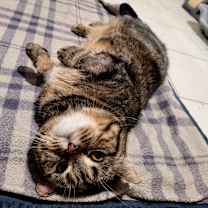 Thumbnail photo of Tater Tot #1