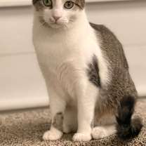 Thumbnail photo of Dove #1