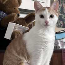 Thumbnail photo of Evelyn - foster #2