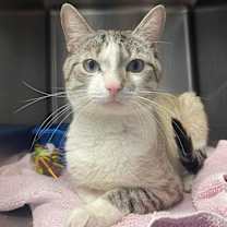 Thumbnail photo of Chewy #1