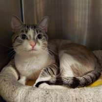 Thumbnail photo of Chewy #2