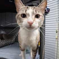 Thumbnail photo of Chewy #3