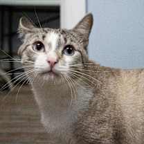 Thumbnail photo of Chewy #4