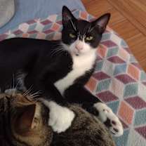 Thumbnail photo of Button #3