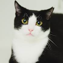 Thumbnail photo of Ajax #1