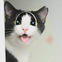 Thumbnail photo of Ajax #2