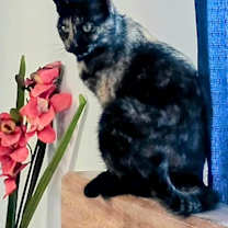 Thumbnail photo of Sassafrass H. #2