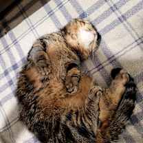 Thumbnail photo of Tater Tot #3