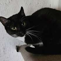 Thumbnail photo of Charlie Brown #1