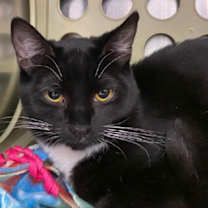 Thumbnail photo of Charlie Brown #2