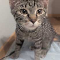 Thumbnail photo of Kiki #1
