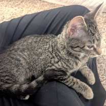 Thumbnail photo of Kiki #3