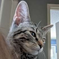 Thumbnail photo of Kiki #4