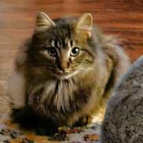 Thumbnail photo of Zaara #1