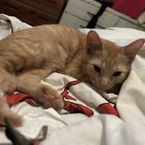 Thumbnail photo of Oswald #4