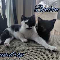 Thumbnail photo of Bonbon #4
