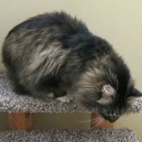 Thumbnail photo of Hyacinth #3