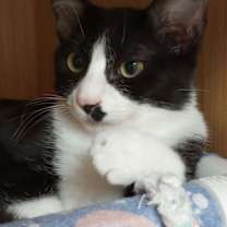 Thumbnail photo of Cindy Clawford #4