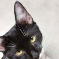 Thumbnail photo of Zorra #2