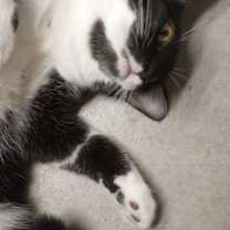 Thumbnail photo of Zorra #3