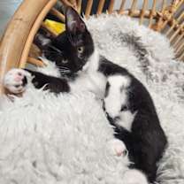 Thumbnail photo of Zorra #4
