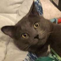 Thumbnail photo of Baby Blue Mooney #1